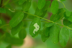 Aulagromyza caraganae