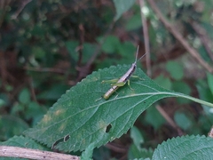 Neorthacris
