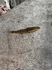 Percina nigrofasciata