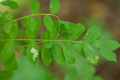 Aulagromyza caraganae
