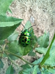 Chrysocoris stollii