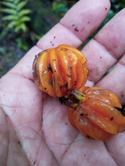 Eugenia multicostata