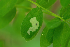 Aulagromyza caraganae