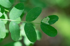 Aulagromyza caraganae
