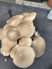 Macrocybe titans