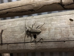 Susuacanga stigmatica