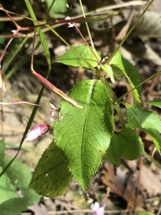 Impatiens balfourii