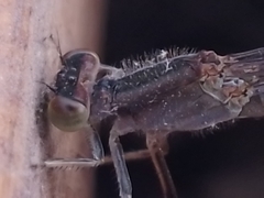 Ischnura fluviatilis