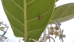 Dacus persicus