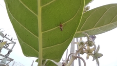 Dacus persicus