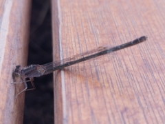 Ischnura fluviatilis