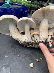 Macrocybe titans