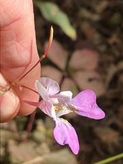 Impatiens balfourii