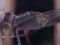 Ischnura fluviatilis