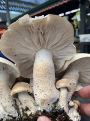 Macrocybe titans