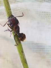 Camponotus subbarbatus