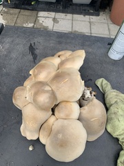 Macrocybe titans