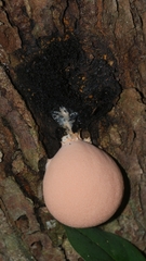 Lycogala flavofuscum