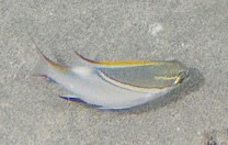 Scolopsis bilineata