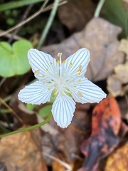 Parnassia asarifolia