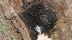 Lycogala flavofuscum