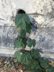 Humulus lupulus