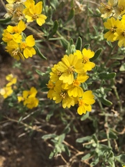 Psilostrophe tagetina