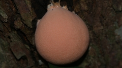 Lycogala flavofuscum