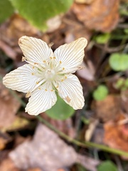 Parnassia asarifolia