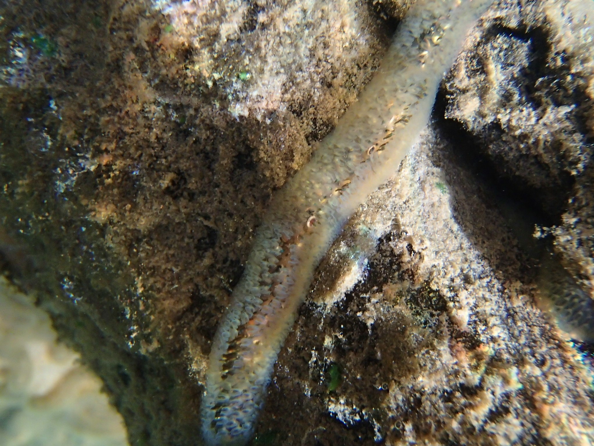 Cristatella mucedo Cuvier, 1798