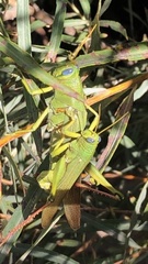 Schistocerca shoshone