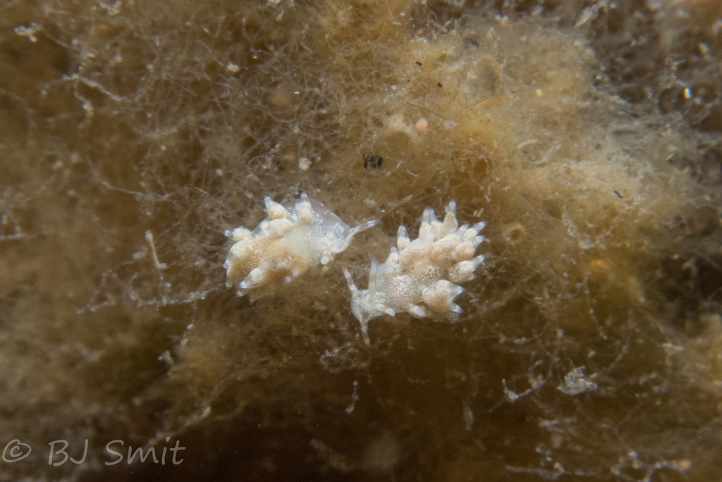 Tenellia albopunctata