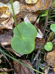 Parnassia asarifolia
