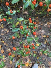 Pyracantha