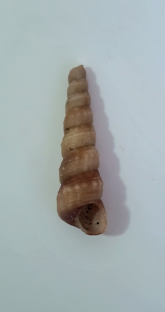 Turritella nodulosa