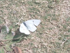Tatochila