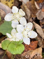 Parnassia asarifolia