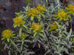 Teucrium aureum