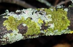 Melanohalea exasperatula