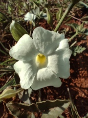 Thunbergia