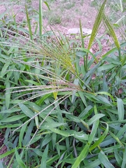 Digitaria ciliaris
