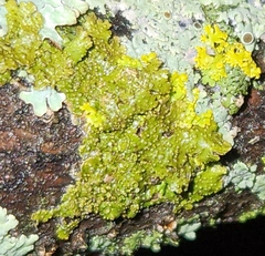 Melanohalea exasperatula