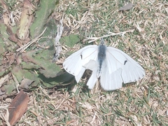 Tatochila