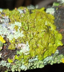 Melanohalea exasperatula