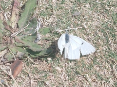 Tatochila