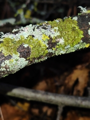 Melanohalea exasperatula