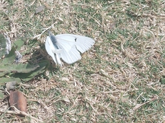 Tatochila