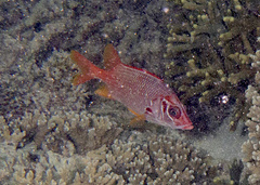 Sargocentron spiniferum