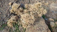 Scolymus hispanicus