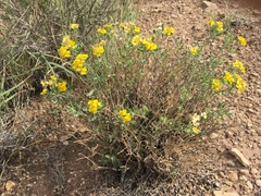 Psilostrophe tagetina